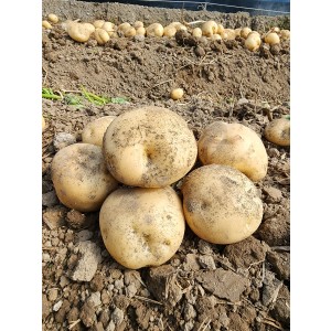 감자 중/ 대/  특대  2KG 3KG 5KG 10KG