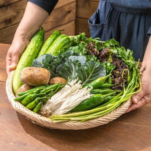 산지의 신선함을 그대로! 10종 채소 골라담기