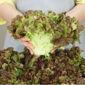 아삭아삭 부드러운 전남 포기상추 1kg