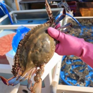 당일 조업 활 숫꽃게 1kg