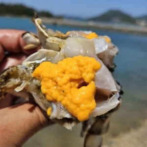 서해안 제철 알배기 활 암꽃게 1kg