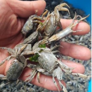 껍질째 씹어먹는 고소한 별량 칠게 6,900원!