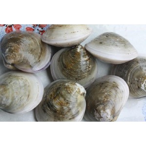 연안 모시 1kg