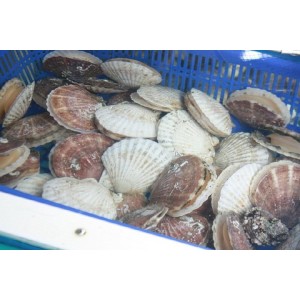 연안 대왕가리비 1kg