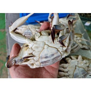 연안 급냉 봄 소암게 1kg