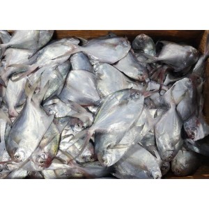 연안 급냉 횟감 병어 1kg