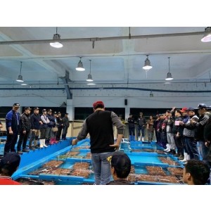 연안 급냉 봄주꾸미 1kg
