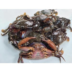 연안 급냉 돌게 1kg