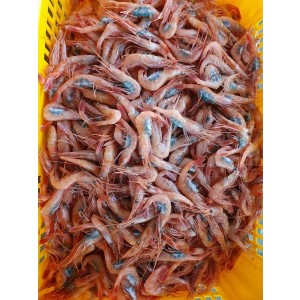 횟감 단새우 500g